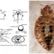 Bed bug mouthparts