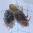 Newly molted adult bed bugs.
